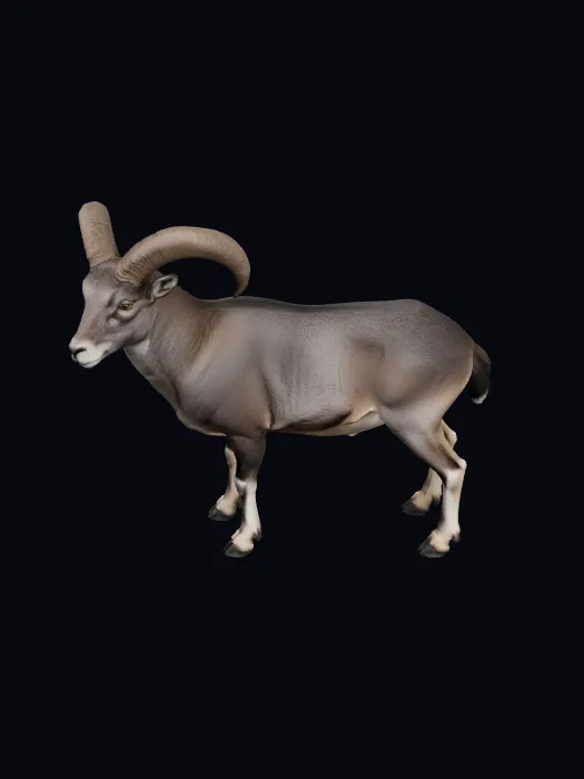 Ibex